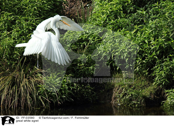 great white egret / FF-03580