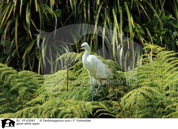 great white egret / FF-03581