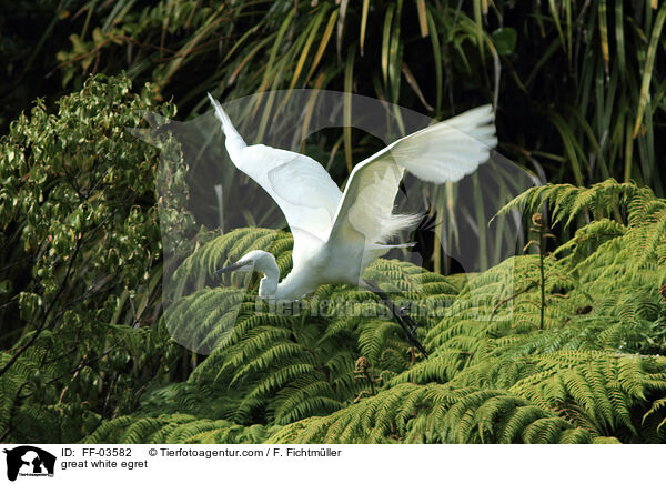 great white egret / FF-03582