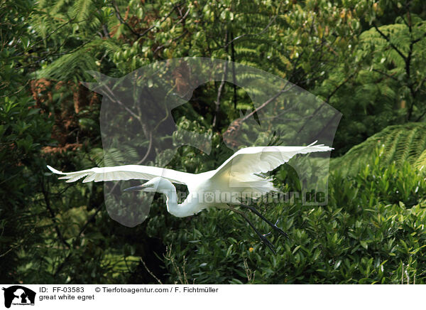 great white egret / FF-03583