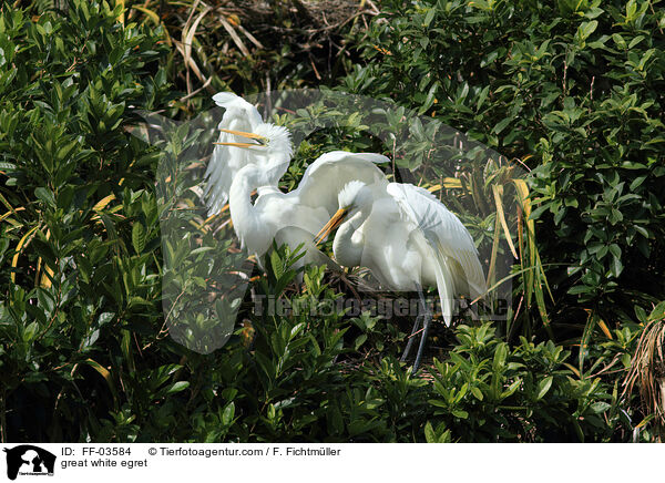 great white egret / FF-03584