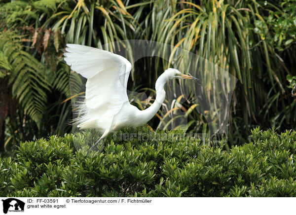 great white egret / FF-03591