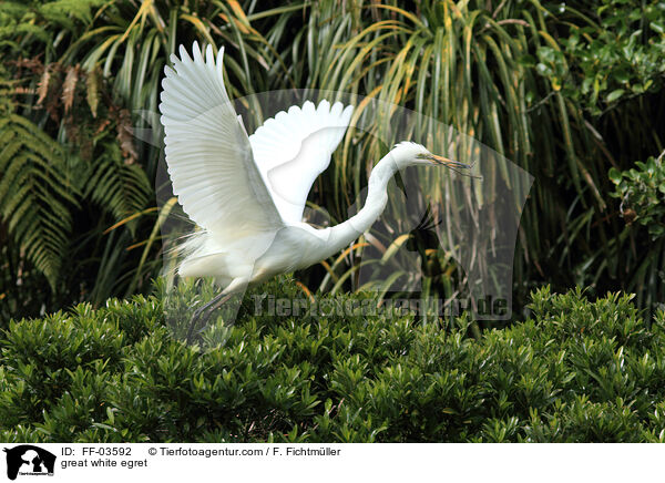 great white egret / FF-03592
