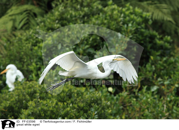 great white egret / FF-03596