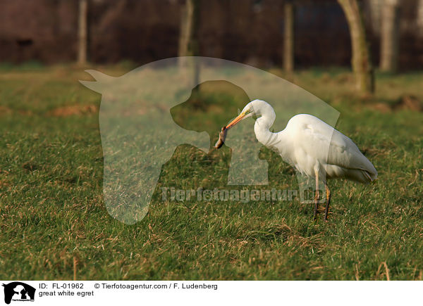 great white egret / FL-01962