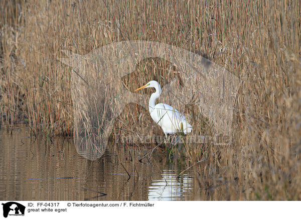 great white egret / FF-04317