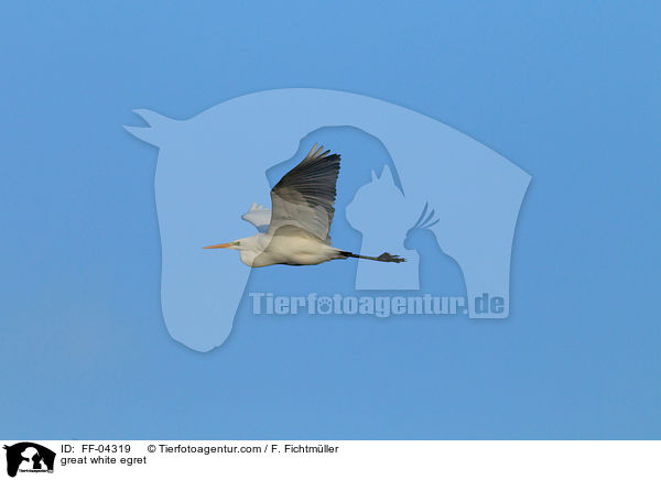great white egret / FF-04319