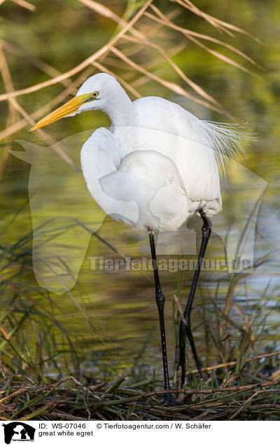 great white egret / WS-07046