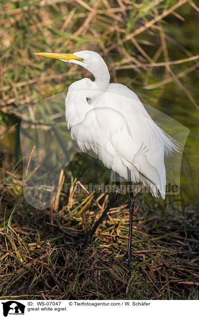 great white egret / WS-07047