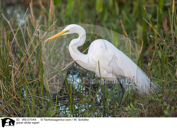 great white egret / WS-07049