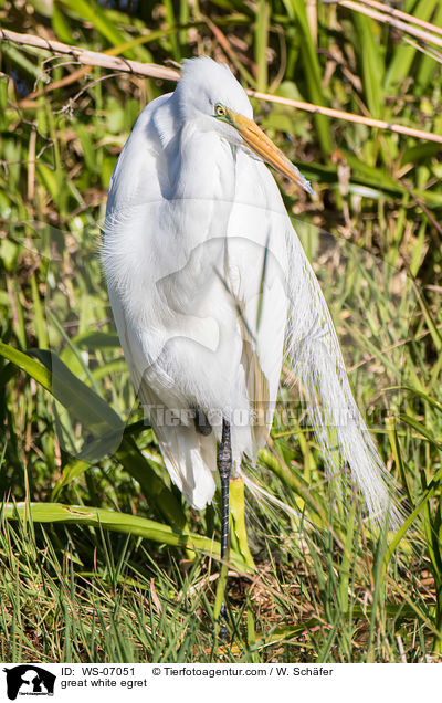 great white egret / WS-07051