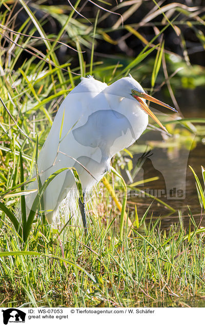 Silberreiher / great white egret / WS-07053