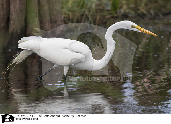 Silberreiher / great white egret / WS-07611