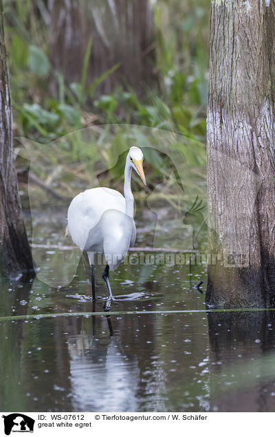 great white egret / WS-07612