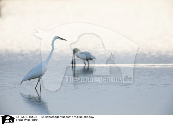 Silberreiher / great white egret / MBS-15538