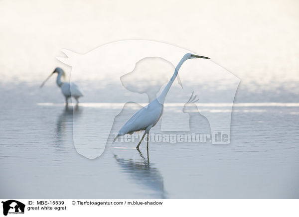 Silberreiher / great white egret / MBS-15539