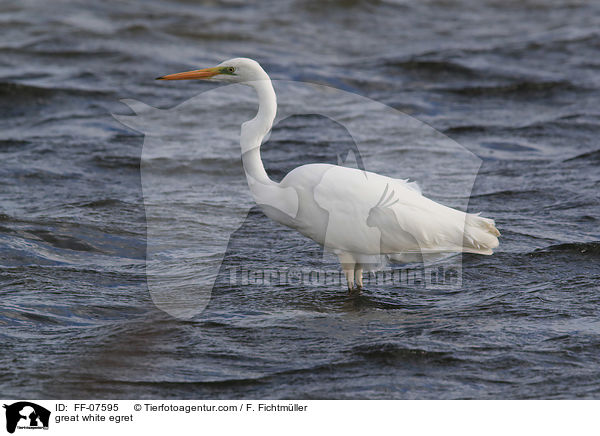 Silberreiher / great white egret / FF-07595