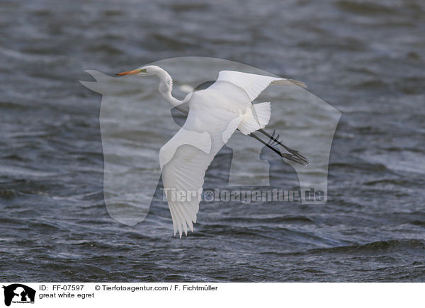 Silberreiher / great white egret / FF-07597