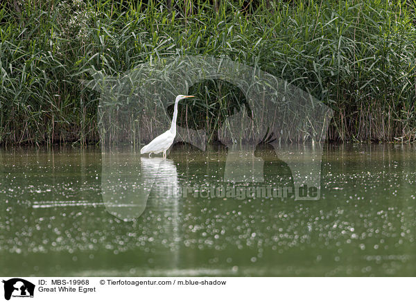 Silberreiher / Great White Egret / MBS-19968