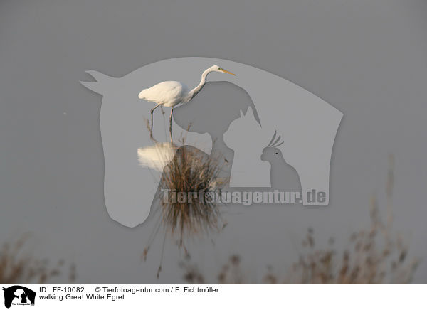 laufender Silberreiher / walking Great White Egret / FF-10082