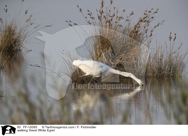 laufender Silberreiher / walking Great White Egret / FF-10085