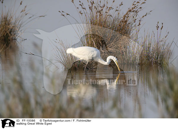 laufender Silberreiher / walking Great White Egret / FF-10086