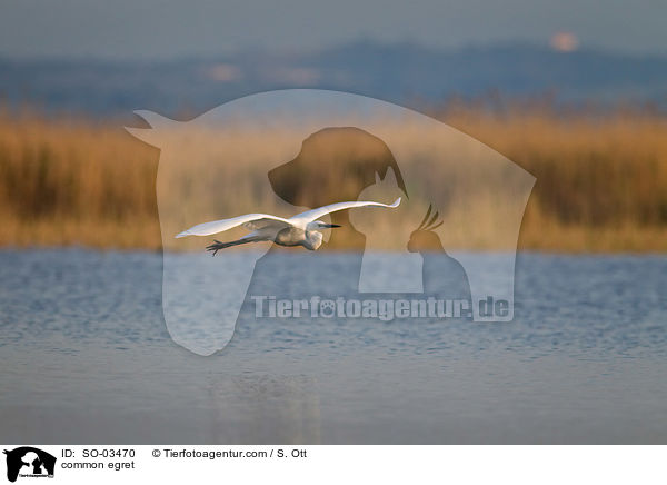 Silberreiher / common egret / SO-03470