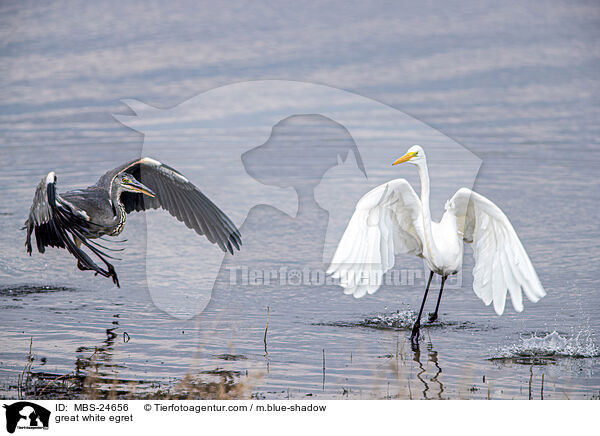 Silberreiher / great white egret / MBS-24656