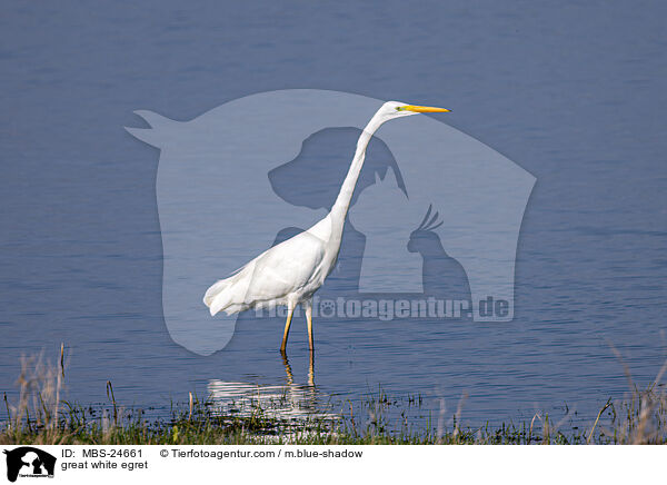 great white egret / MBS-24661