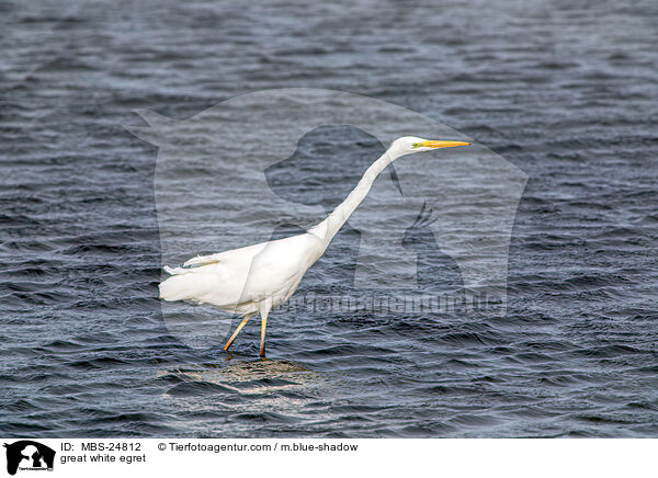 great white egret / MBS-24812