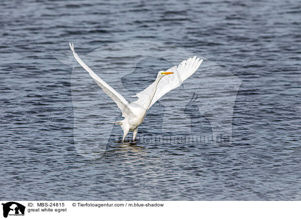 Silberreiher / great white egret / MBS-24815