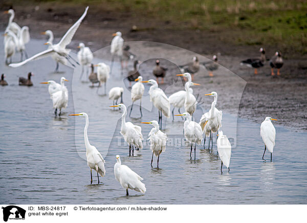 great white egret / MBS-24817