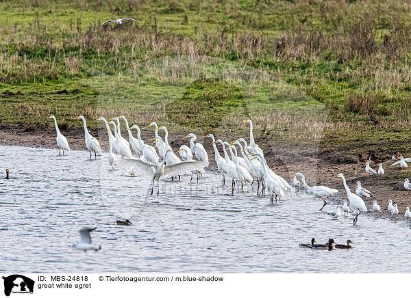 Silberreiher / great white egret / MBS-24818