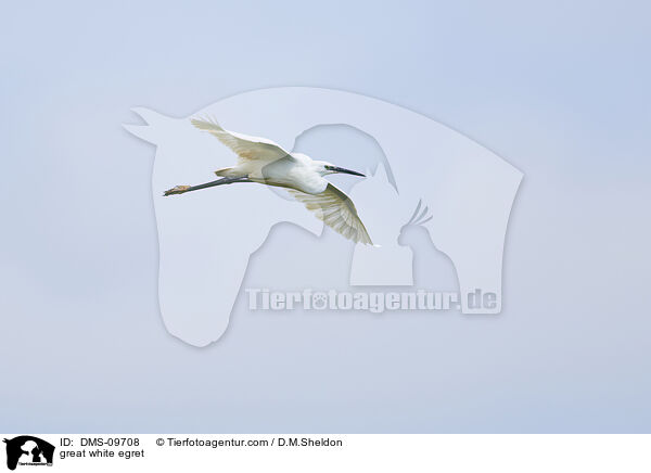 great white egret / DMS-09708