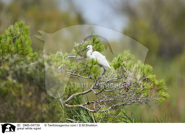 Silberreiher / great white egret / DMS-09739