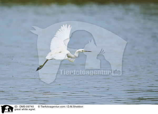 Silberreiher / great white egret / DMS-09740