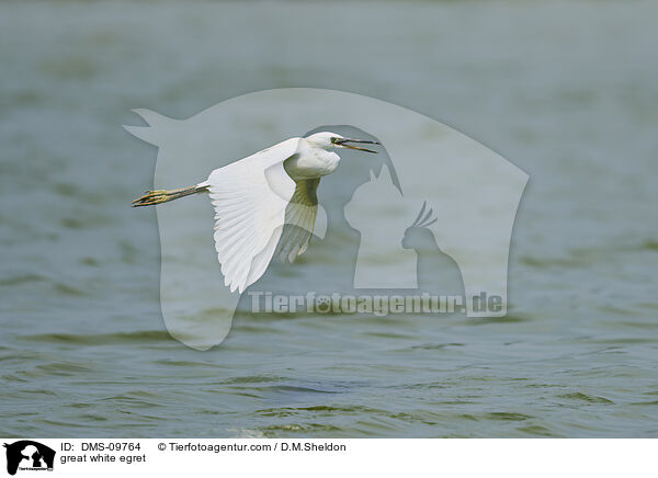 great white egret / DMS-09764