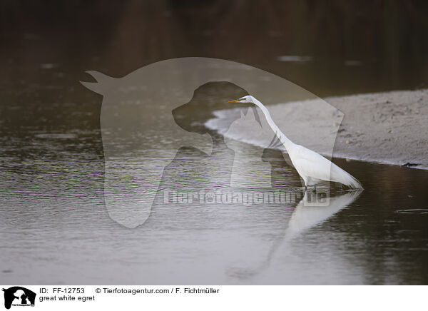 Silberreiher / great white egret / FF-12753