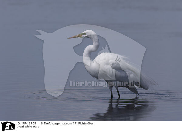 Silberreiher / great white egret / FF-12755