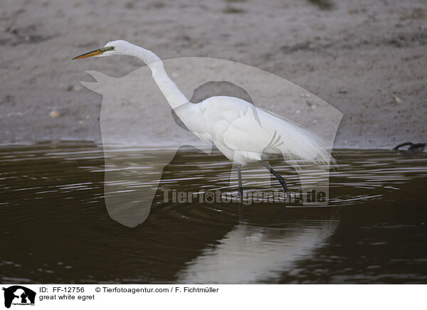 Silberreiher / great white egret / FF-12756