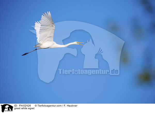 Silberreiher / great white egret / FH-02426