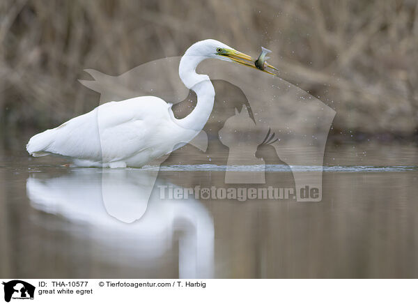 Silberreiher / great white egret / THA-10577