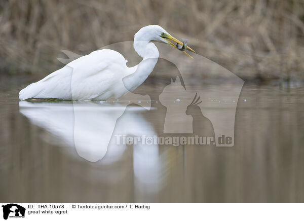 Silberreiher / great white egret / THA-10578