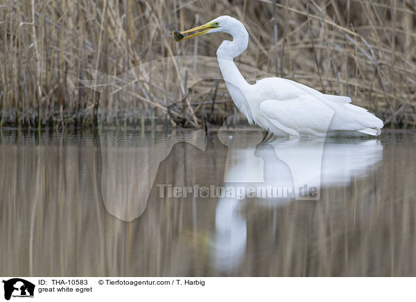 Silberreiher / great white egret / THA-10583