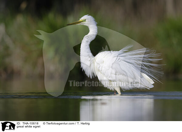 great white egret / THA-10618