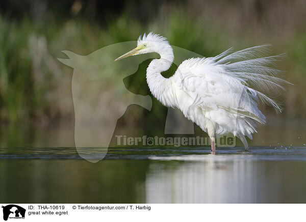 Silberreiher / great white egret / THA-10619