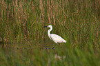 great white egret