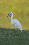 great white egret