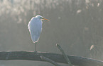 great white egret