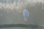 great white egret